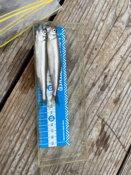 今シーズン初ワカサギ釣り！絶好調！