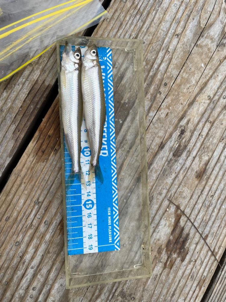 今シーズン初ワカサギ釣り！絶好調！