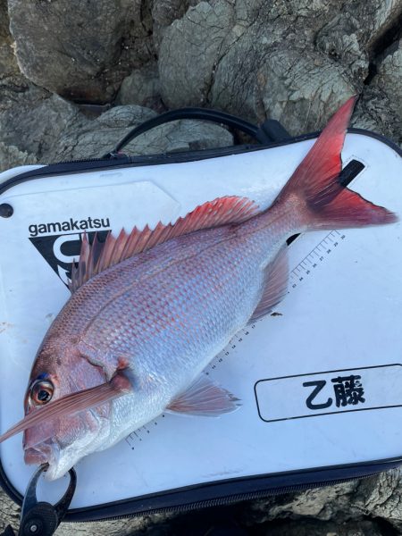 頼れるハリスで寒グレ釣り❗️