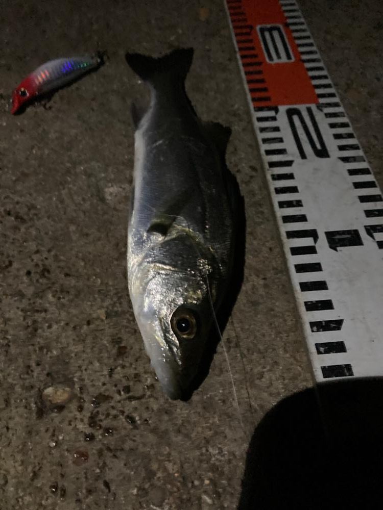 どうした！サイズが上がらない