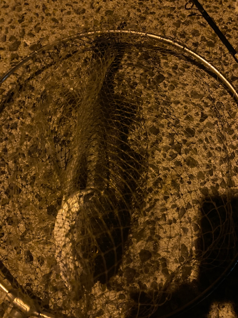 離島でメバルのつもりがアジ