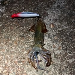 猫に喰われたイカ