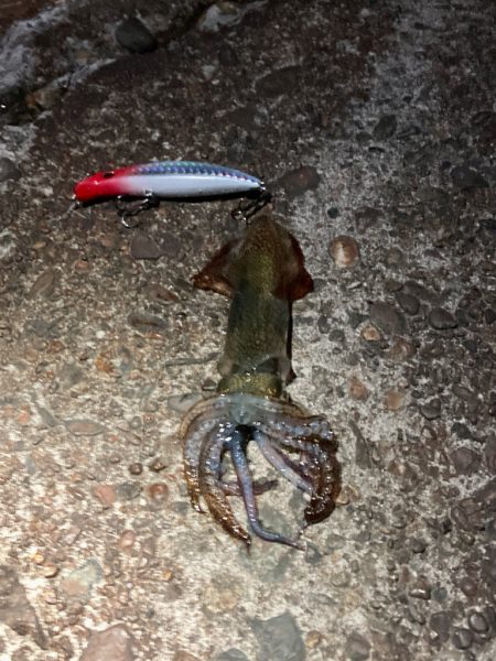 猫に喰われたイカ