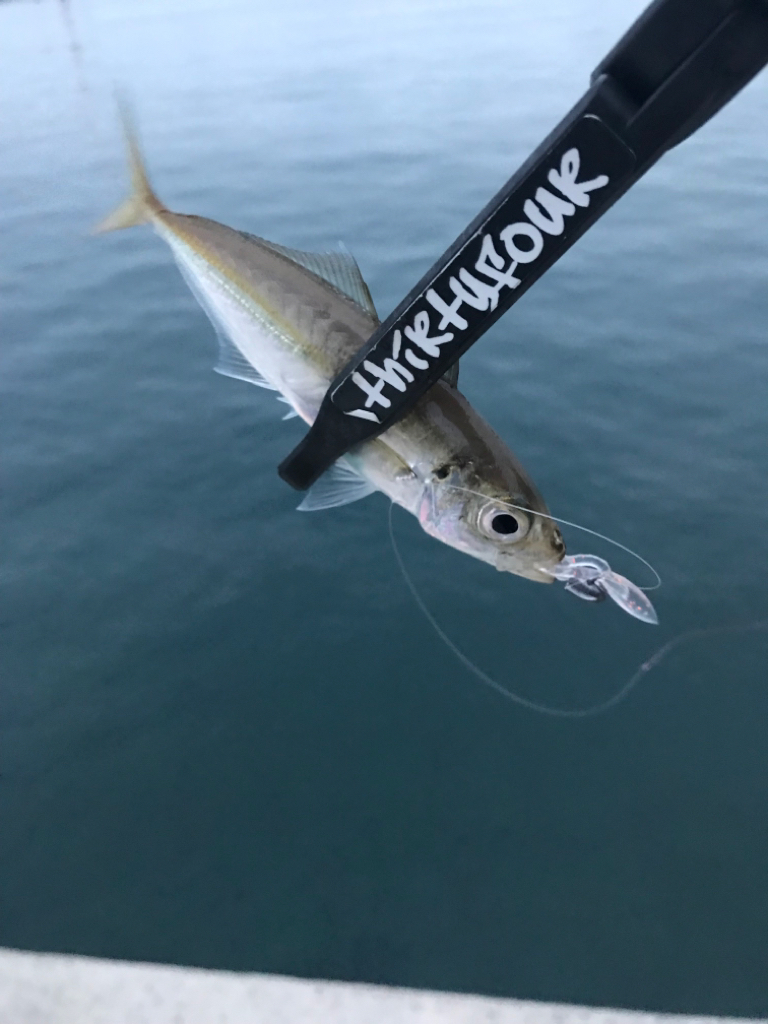 山陰西部アジング