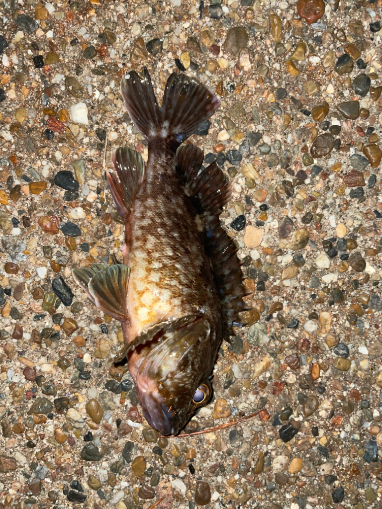 青イソメ で勝負っ！