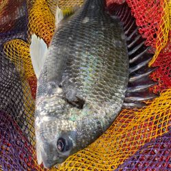 ヘチってきました