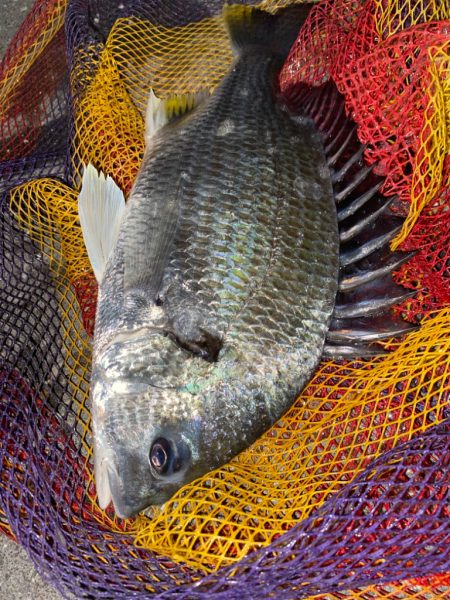 ヘチってきました