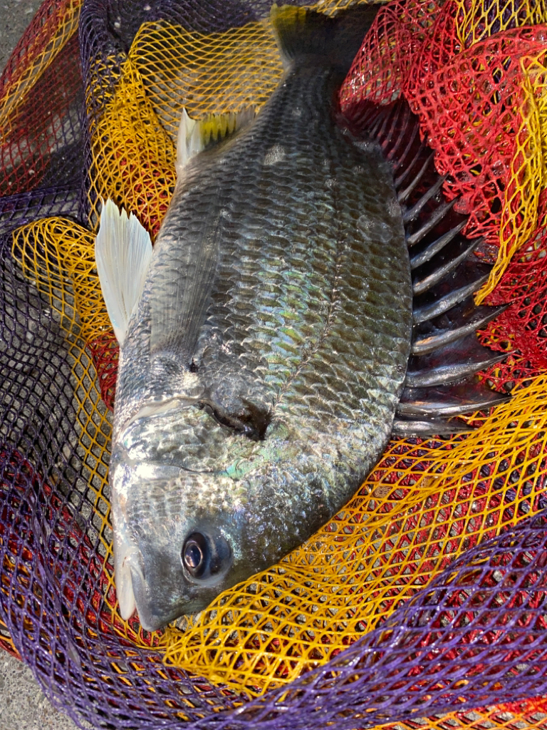 ヘチってきました