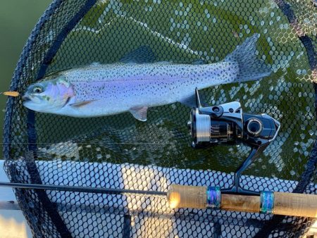 エリアトラウト　かめプー