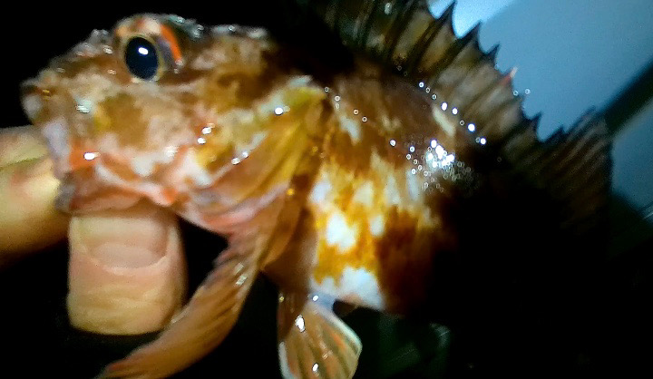 極寒ライトゲーム敗退