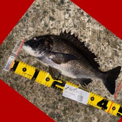 連続の釣り上げ