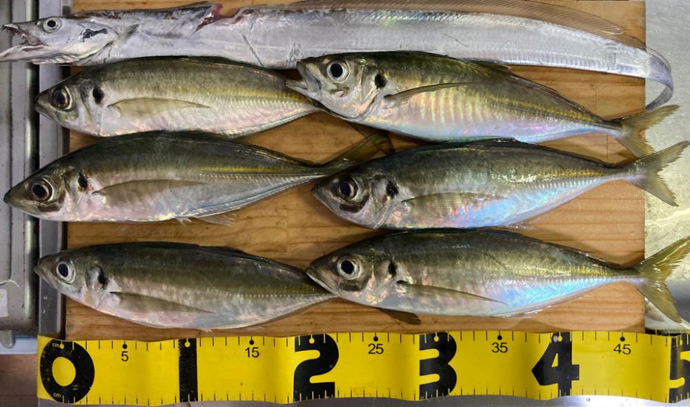 ようやく年明け