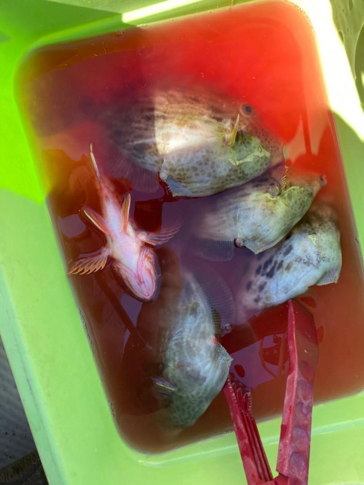 初釣りはカワハギ！