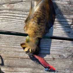 筏エギング2日目！