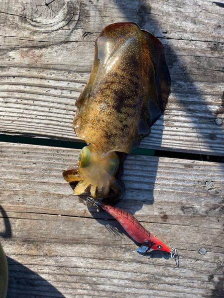 筏エギング2日目！