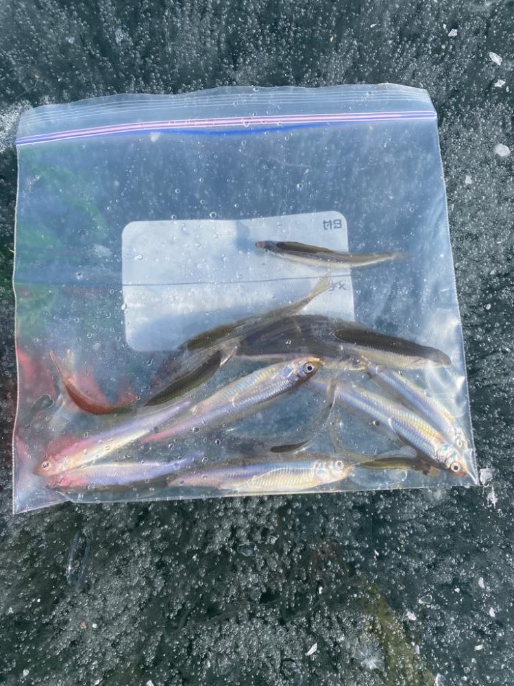 赤城大沼ワカサギ釣り