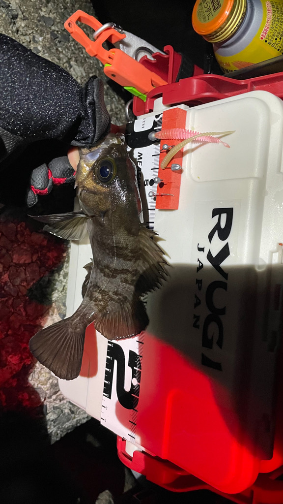 GMさん！メバル釣りましょう！