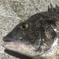 ヘチ釣りのちルアー