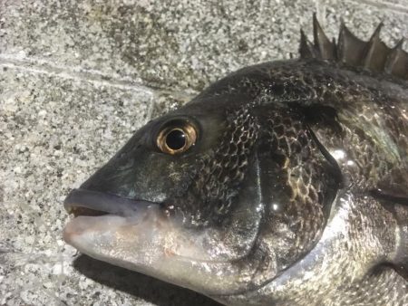 ヘチ釣りのちルアー