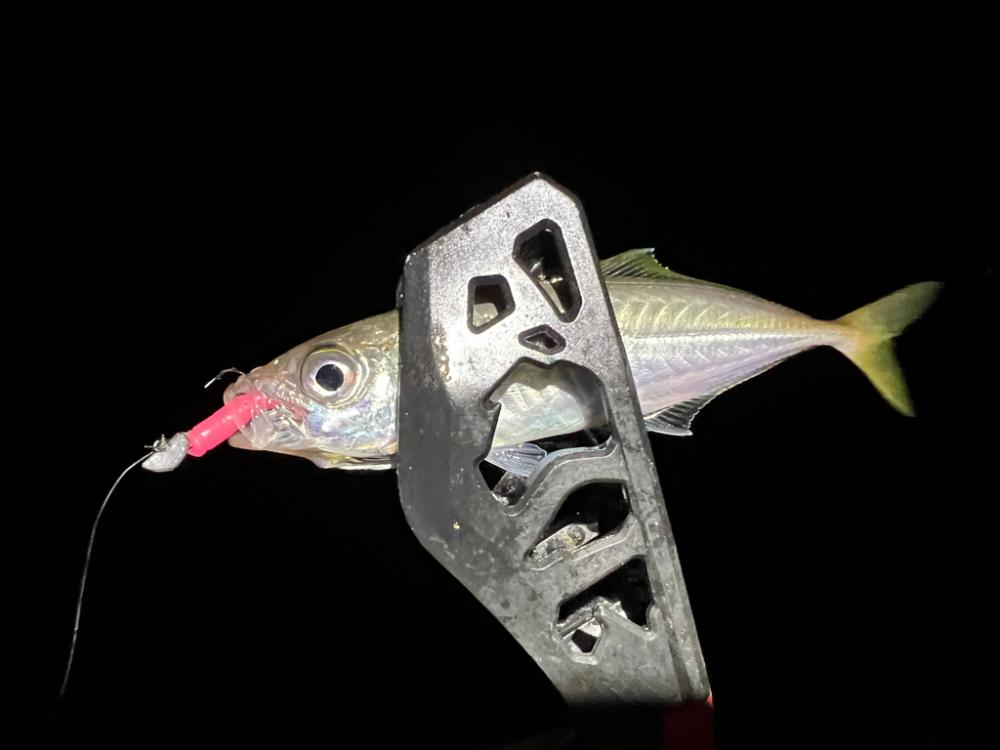 鯵を探して三千里Vel.27