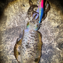 年初めエギングっ！