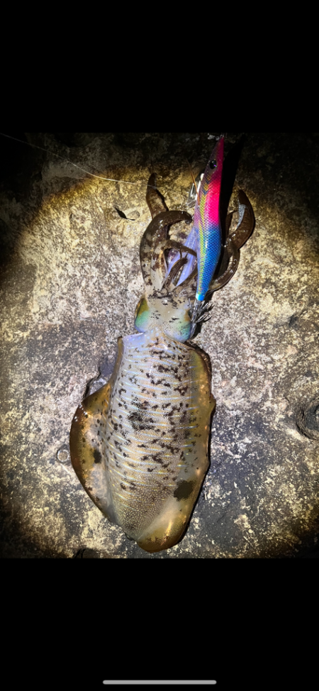 年初めエギングっ！