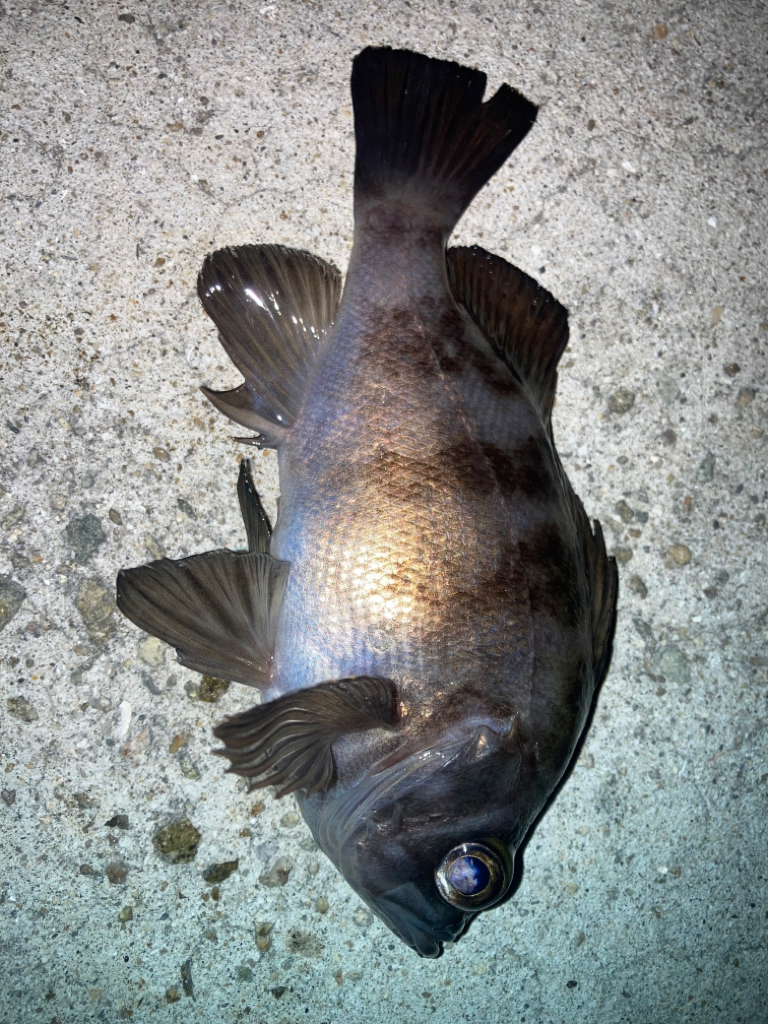 2023ライトゲーム初戦