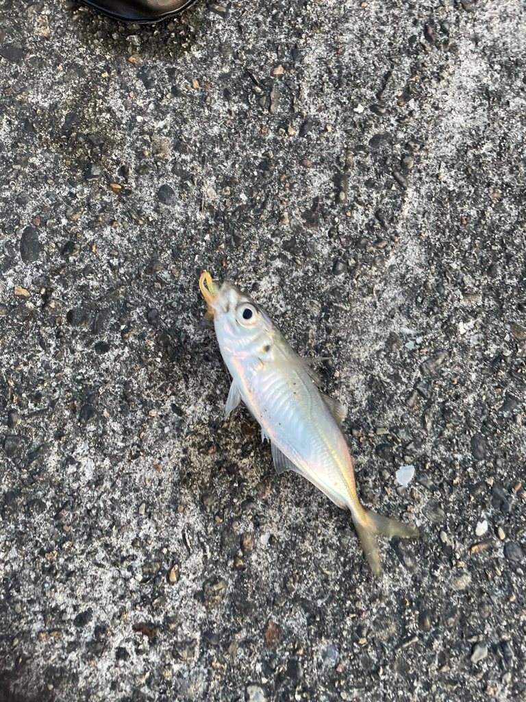 夕マヅメのアジング