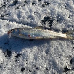 ワカサギ&シナノユキマス釣り