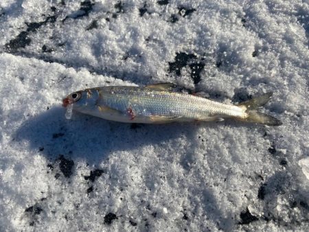 ワカサギ&シナノユキマス釣り