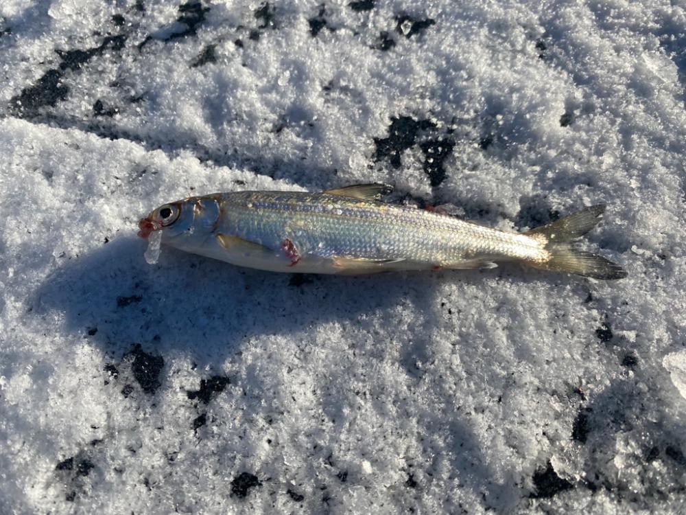 ワカサギ&シナノユキマス釣り