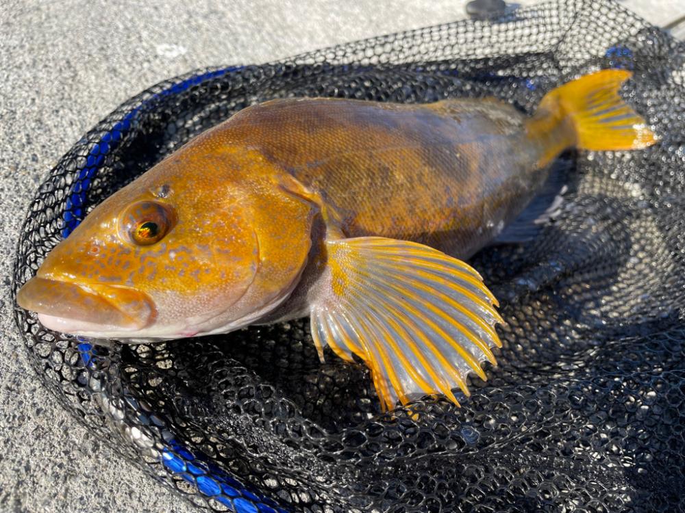 ロックフィッシュ大会！