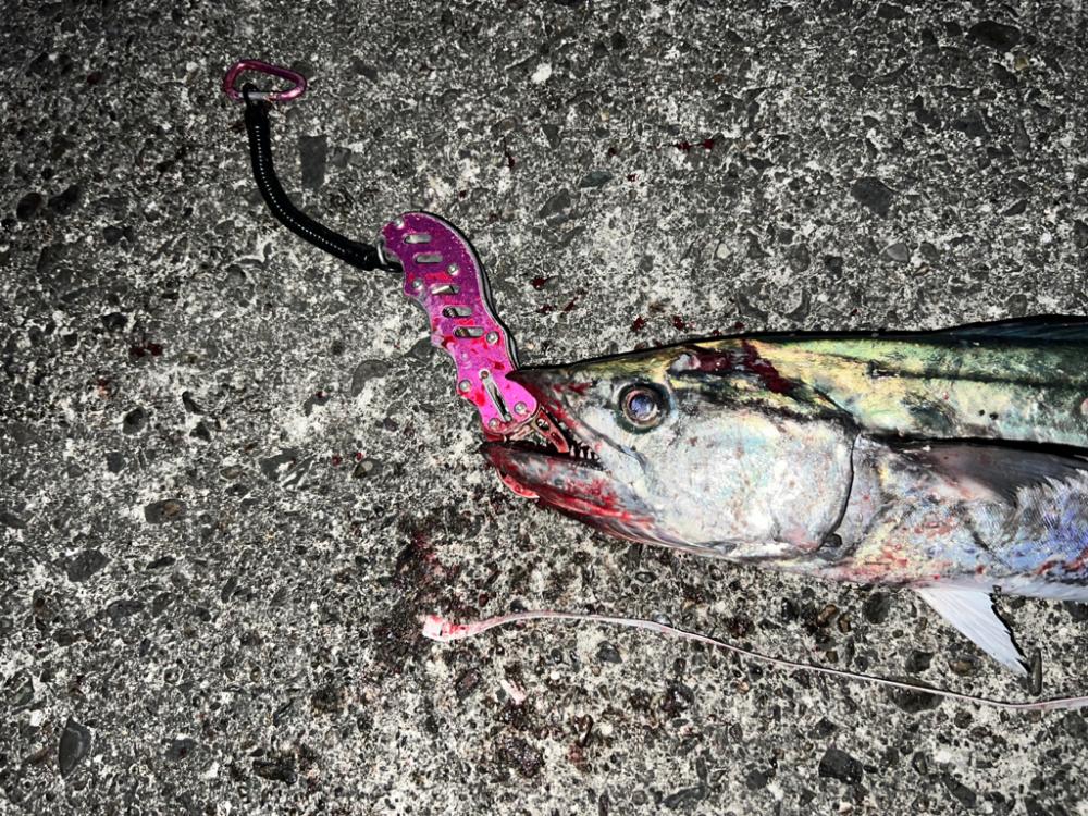 大サワラ‼️ついにやった‼️