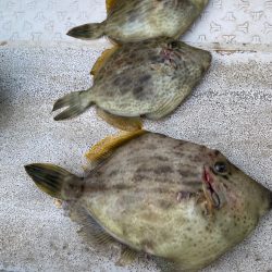 初釣りでカワハギ