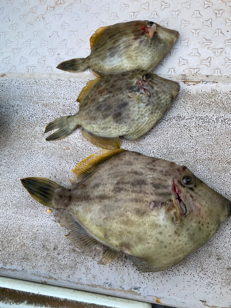 初釣りでカワハギ