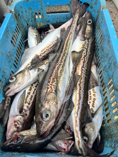 オフショアジギングin白老