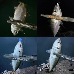 休日の釣り三昧