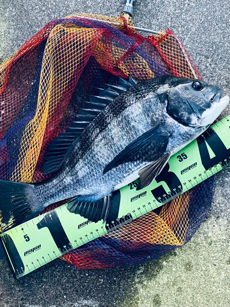 ヘチってきました