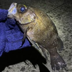 メバリング新春第2弾