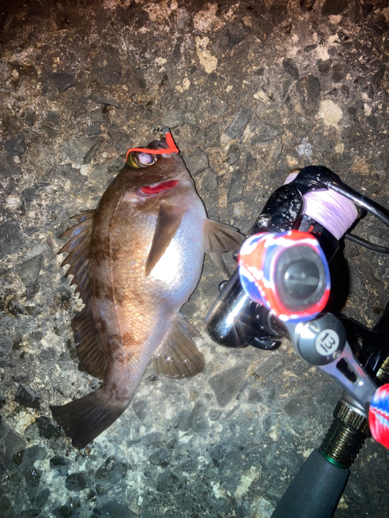 初釣り メバルとアジと