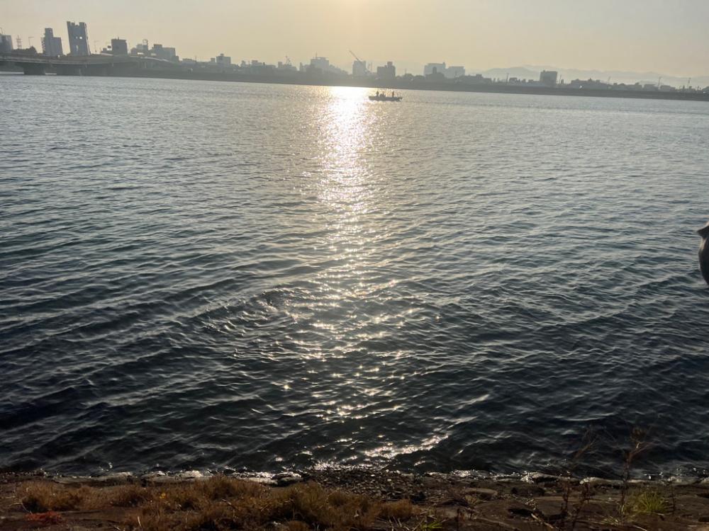 またブリきた。