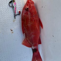 のませで良型ヒラメをゲット