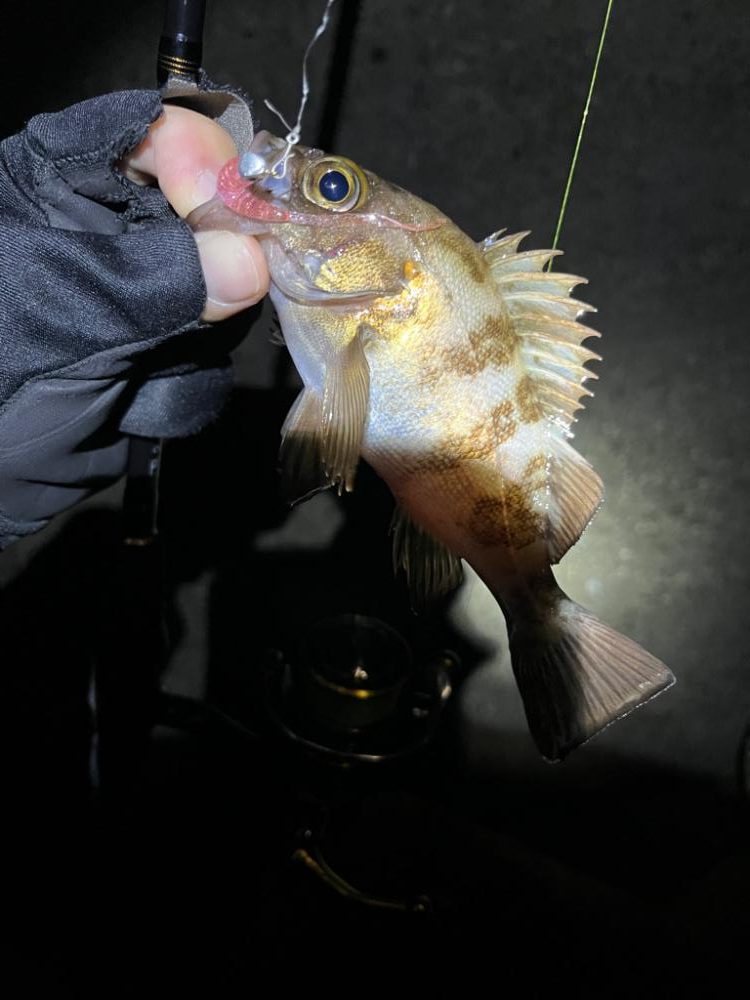 今年初釣り　メバリング