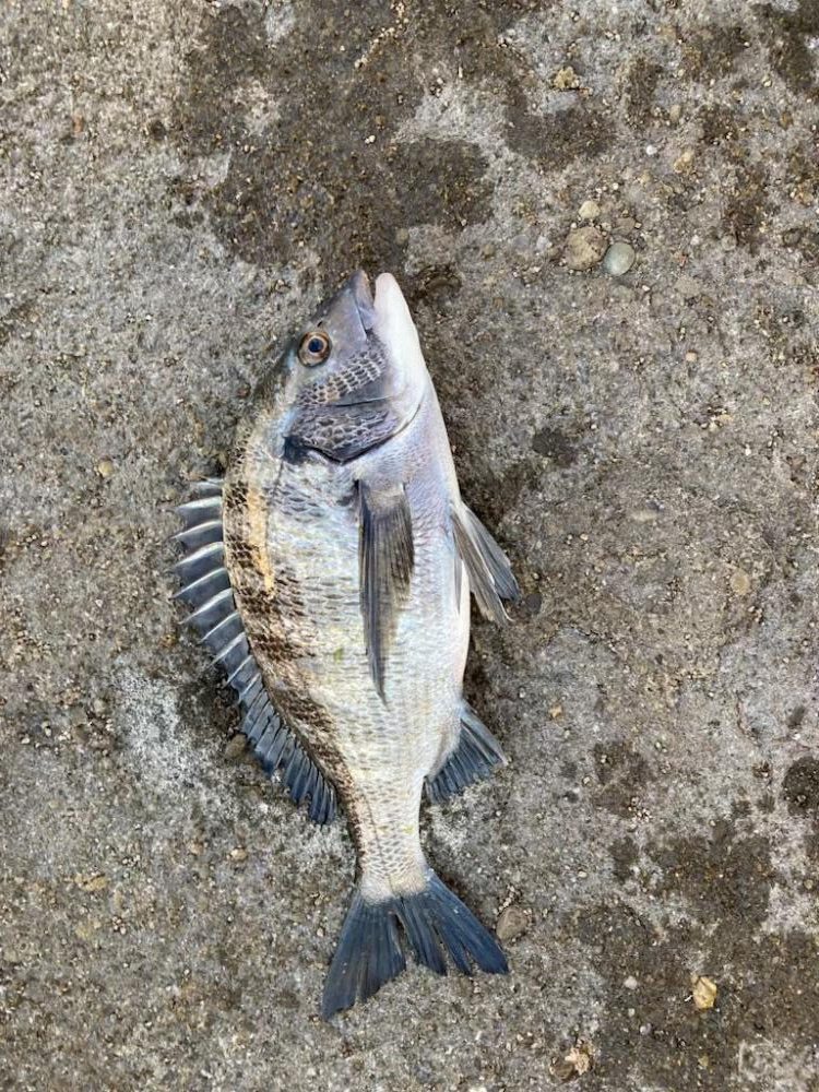 ふかせ事始めはグレ良型でスタート