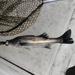 2023初釣りボートシーバス
