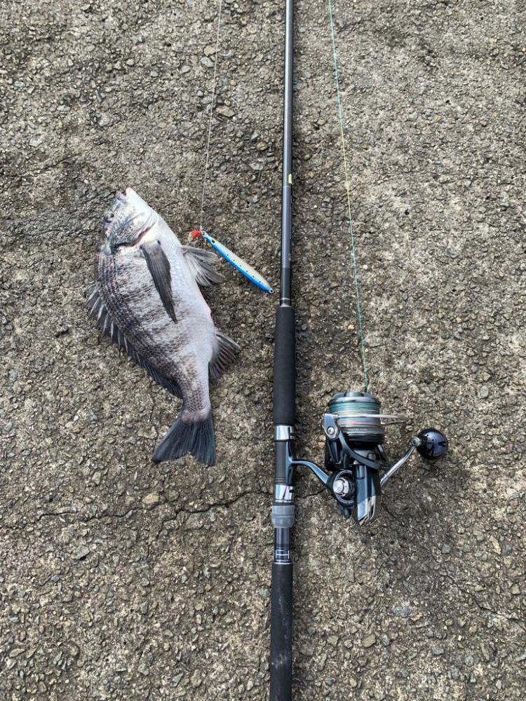 チヌが釣れるらしい！