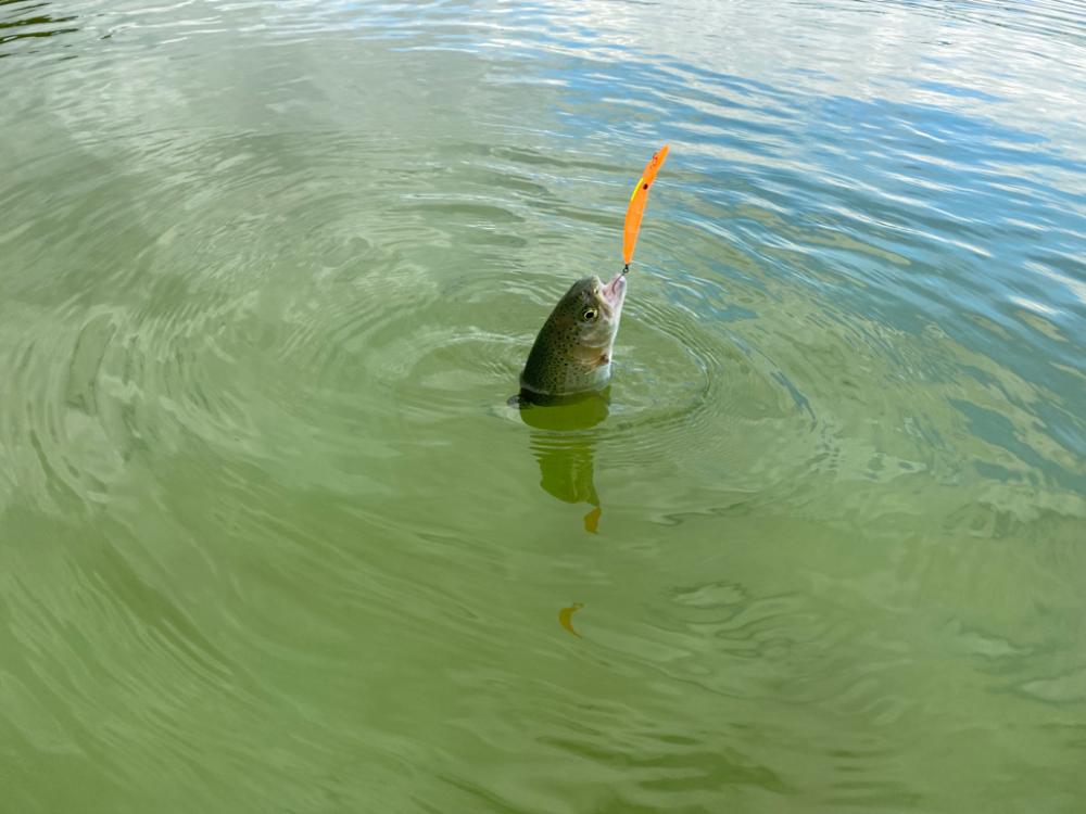 エリアトラウト　亀岡市