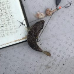 播磨ショウサイフグ