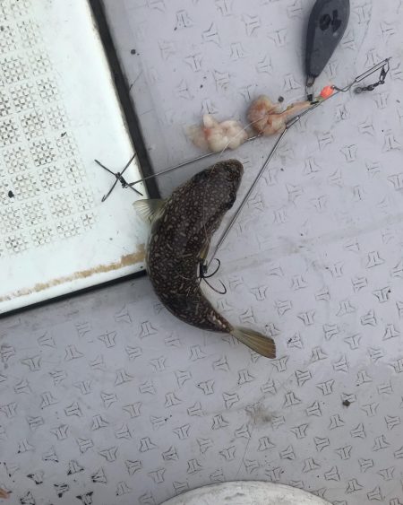 播磨ショウサイフグ