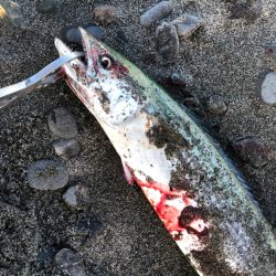 タチウオ不在